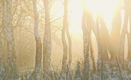 Herbstmorgen / ***