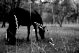 Traum / ***
