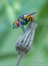 An der Spitze / Trichopoda-pennipes