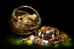 Mushroom Stillleben / ***