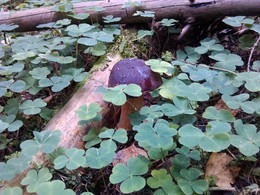 Mushrooms / ***