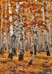 Herbstfarben / ***