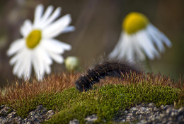 Fuzzy / ***