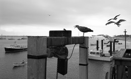 Der Hafen / .............