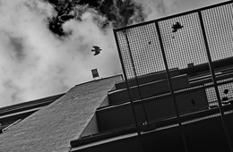 Urban Jungle / ***