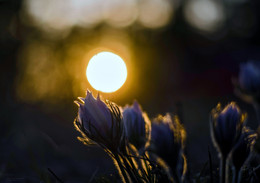 Sonnenuntergang / ***