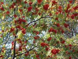 Lichter fallen / ***