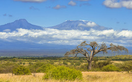 "Baobab" / ***