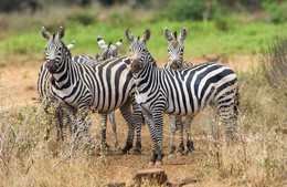 "Striped-Team" / ***
