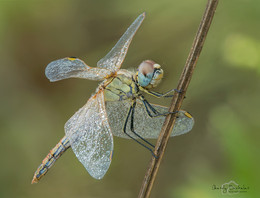 Grasshopper Libelle / ____