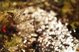 Herbst-Skizzen / ***
