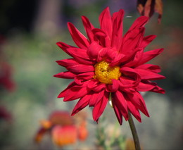 rote Blume / ***