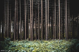 Im Wald / ***
