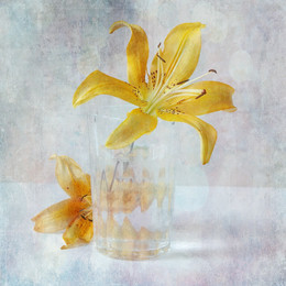 Lily in einem Glas / ...