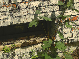 Das Fenster im Keller / ***
