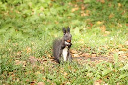 Eichhörnchen mit Mutter / ***