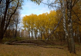 Herbstfarben / ***