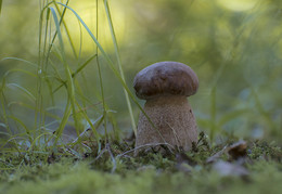 Wald Freude. / ***