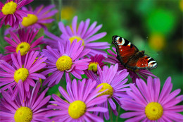 Herbst Etüde mit einem Schmetterling / ***