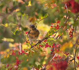 Thrush Wacholderdrossel / ***