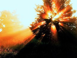 Radiant Morgen ... / ***