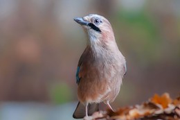 Jay in Herbstfarben / ***
