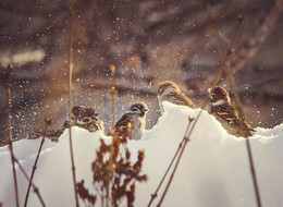 Schnee Bad / ***