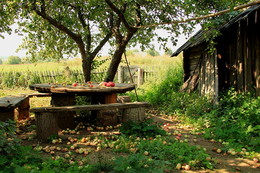 Alte Apfelplantage / ***