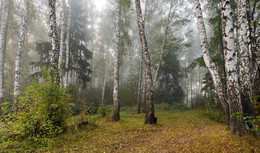 Nebel / ***