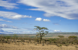 Kenyan Weiten / ***