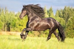 Holen Sie sich ein Pferd! / ***