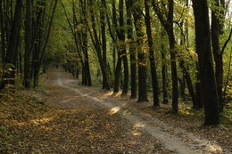 Nur Herbst / ***