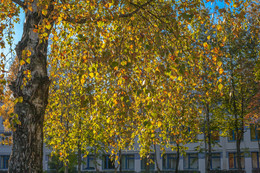 Herbstfarben / ***