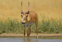 "Saiga" / ***