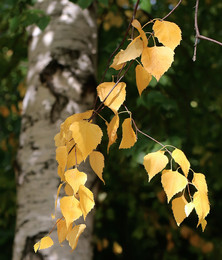 Hell herbst leaf ... / ***