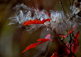 Air, Herbst landen. / ***