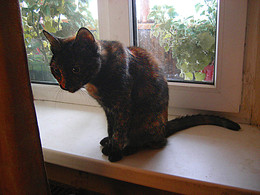 Tussja und Schwanz / ***