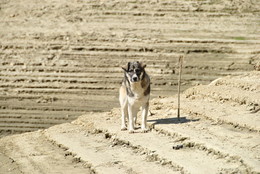 Hund / ***