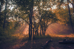 Im Wald / ***