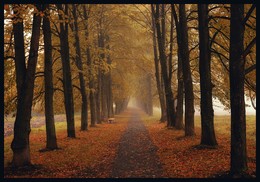 Linden Herbst. / ***