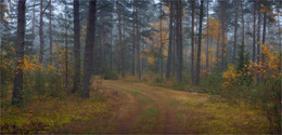 Herbstwald / ***