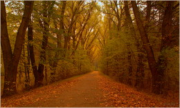 Straße zum Herbst / ***