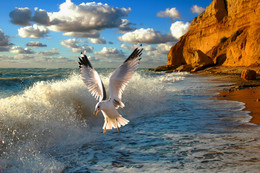 Seagull / ***