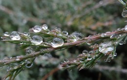 Vor der Schnee ... / ***