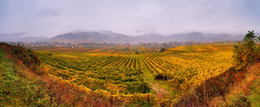 Bewölkt Herbst in der Wachau / ***
