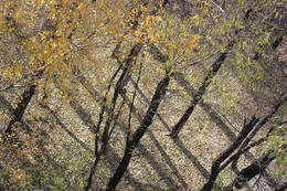 Herbst Zeitplan / ***