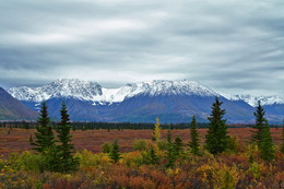 Alaskan Bereich gony / ***