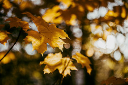 Goldener Herbst / ***