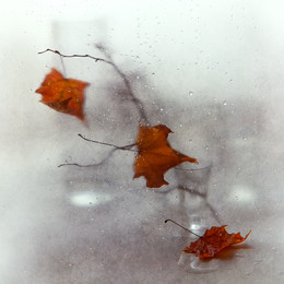 Blattfall / ***