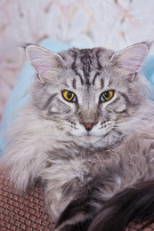 Maine Coon "Kristik" / ***